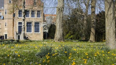 Photo of Het is bijna lente: geniet van de stinzenflora rondom Leeuwarden!